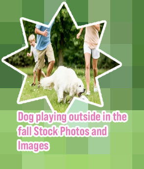 Dogs playing outside